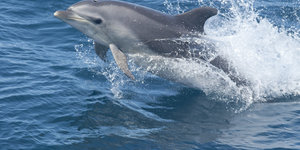 4. Indo-Pacific Bottlenose Dolphin